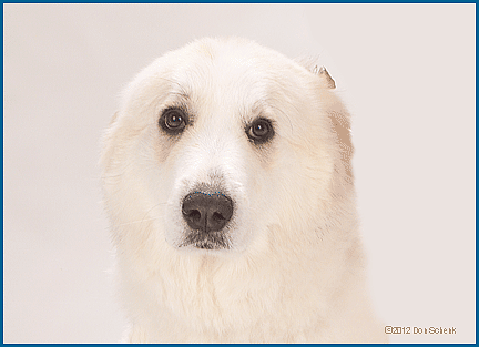 Polar Bear