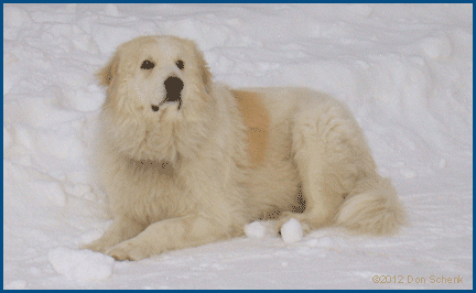 snow